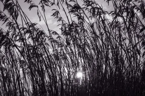 Tree Branches Silhouettes Stock Photos