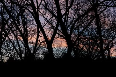 Tree branches Silhouettes Stock Photos
