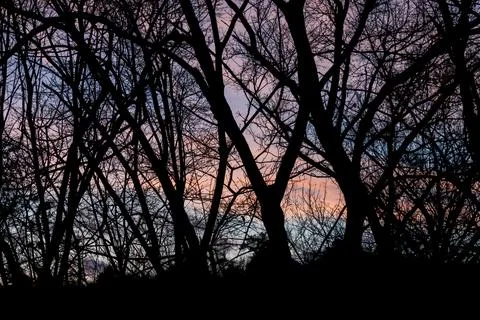 Tree branches Silhouettes Stock Photos