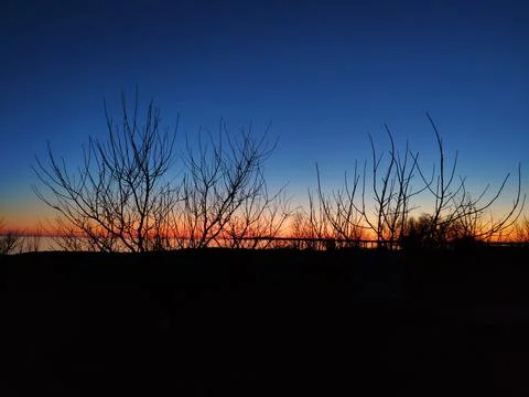Tree branches in silhouettes in sunset 写真素材