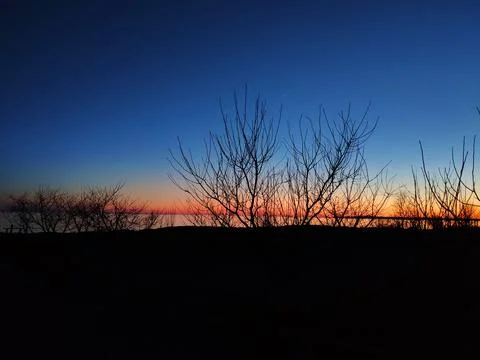 Tree branches in silhouettes in sunset 写真素材