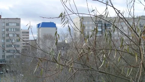 Tree branches on sity background. The concept of gray days. Stock Footage 82120264