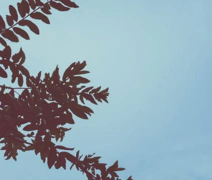 Tree branches on sky background Stock Photos