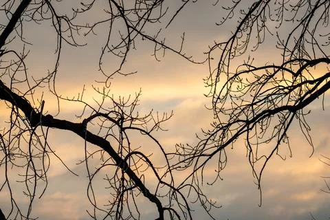 Tree branches in the sky background Stock Photos