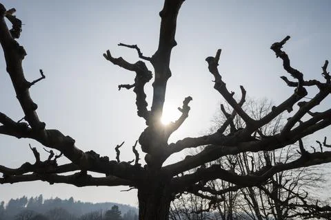 Tree branches with sky background. Stock Photos