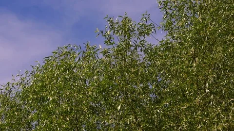 Tree Branches On Sky Background. Sunny Day Video stock 76888504