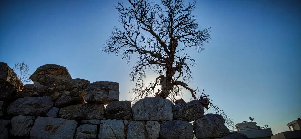 Tree branches on sky background, Tree Silhouette on the stones. download image Stock Photos