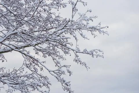 Tree branches on the sky background in the winter forest. Stock Photos