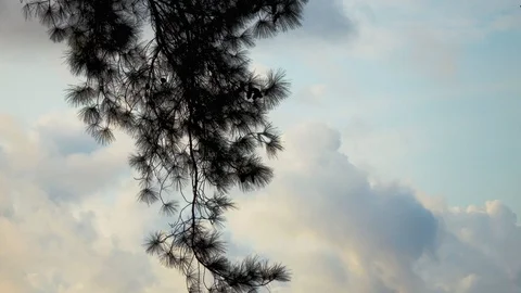 Tree Branches on Sky Stock Footage 95499619