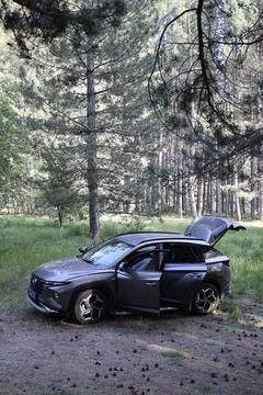 Tree branches skyward .Car forest open Stock Photos