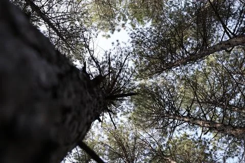 Tree branches skyward Foto stock