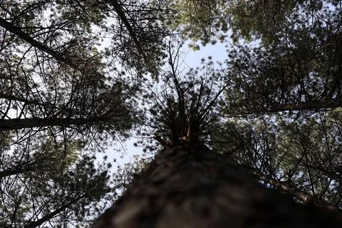 Tree branches skyward Stock Photos