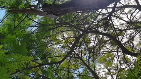 Tree Branches In Slow Motion. Summer Colors of Wild Plants In Nature Video stock 131762884