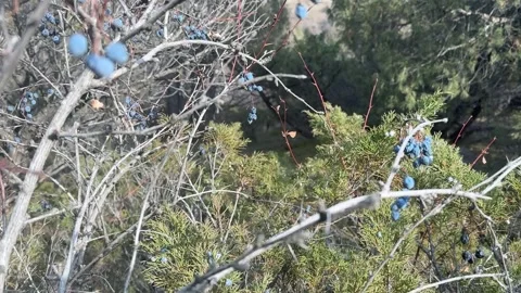 Tree branches with small blue berries in forest outdoors, natural plant detail Stock Footage 336960217