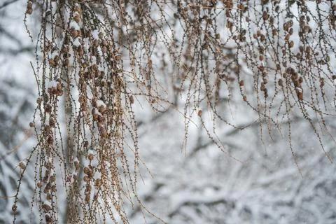 Tree branches with small cones on a winter background Foto stock