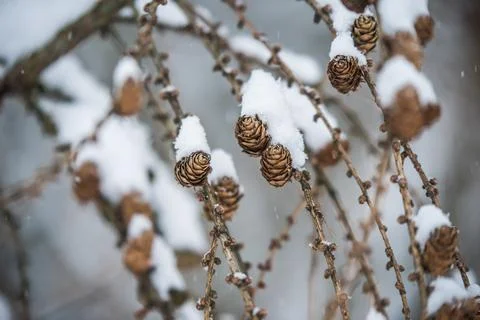 Tree branches with small cones on a winter background Fotos Stock