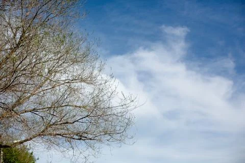 A tree branches with small leafs in spring time Stock Photos
