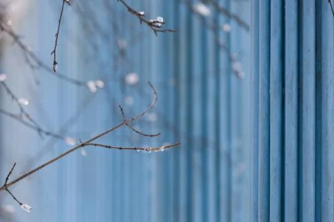 Tree branches with snow and water on the blue background. Spring and winter. Stock Photos