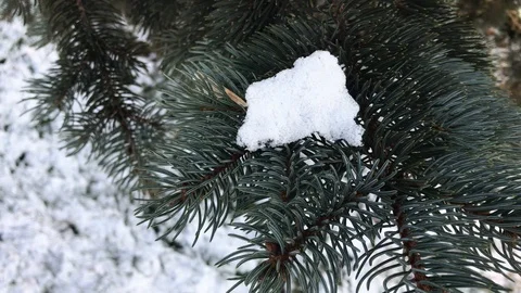 Tree branches on snow background. winter weather. Stock Footage 99140919