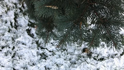 Tree branches on snow background. winter weather. Stock Footage 99140921
