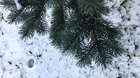 Tree branches on snow background. winter weather. Stock Footage 99140923