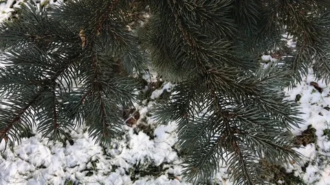 Tree branches on snow background. winter weather. Stock Footage 99140929
