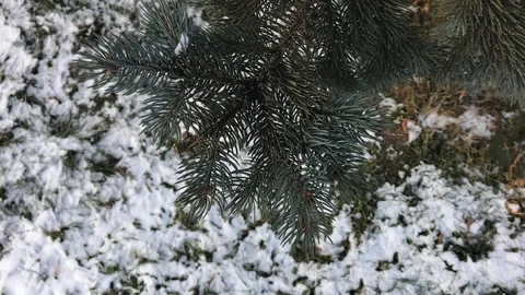 Tree branches on snow background. winter weather. Stock Footage 99140930