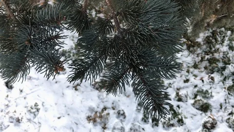 Tree branches on snow background. winter weather. Stock Footage 99140931