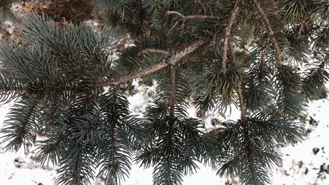 Tree branches on snow background. winter weather. Stock Footage 99140934