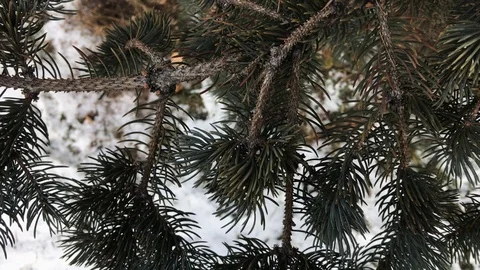 Tree branches on snow background. winter weather. Stock Footage 99140935