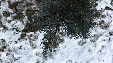 Tree branches on snow background. winter weather. Stock Footage 99140937