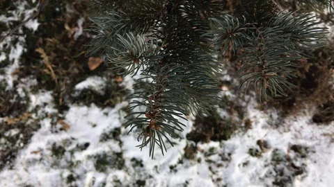 Tree branches on snow background. winter weather. Stock Footage 99140938