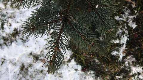 Tree branches on snow background. winter weather. Stock Footage 99140939