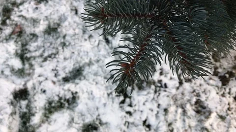 Tree branches on snow background. winter weather. Stock Footage 99140940