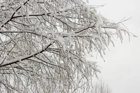 Tree branches in snow, background for winter weather banner. Foto stock