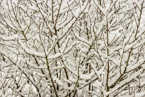 Tree branches in snow, background for winter weather banner. Foto stock