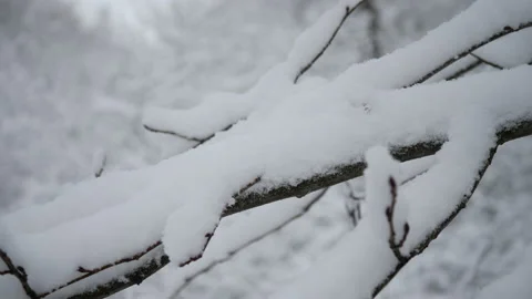 Tree branches in the snow, close up. Fabulous winter forest Видео 221633030