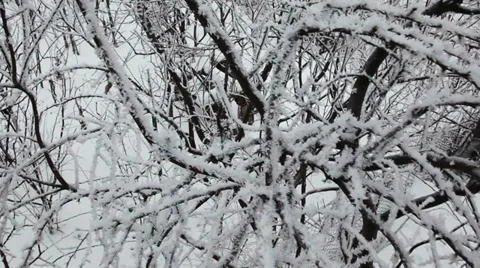 Tree branches with snow Stock Footage 35573794
