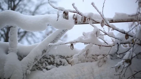 Tree branches in the snow Stock Footage 83135215