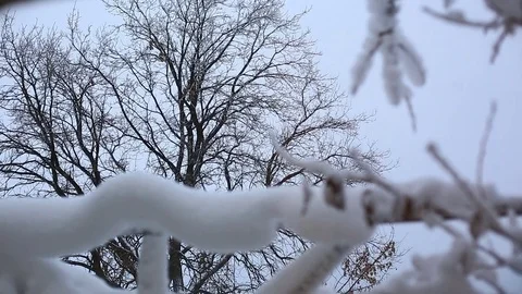 Tree branches in the snow Stock Footage 83135284