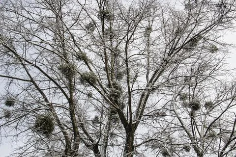 A tree branches with snow on it. Looking up to sky through tree branches. Bea Stock Photos
