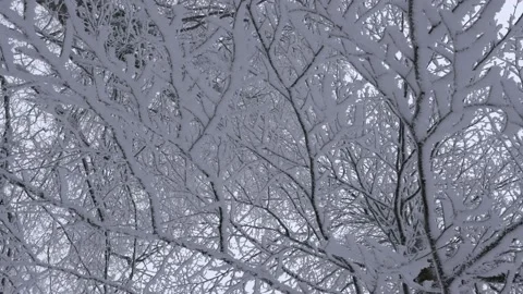 Tree branches with snow moving 스톡 동영상 169992677