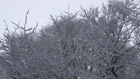 Tree branches with snow moving on wind 스톡 동영상 169528457
