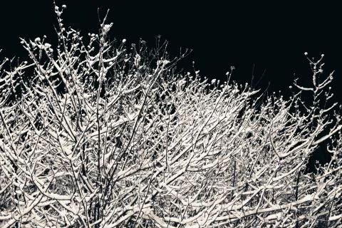 Tree branches with snow at night Stock Photos