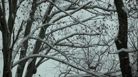 Tree Branches in Snow in the Park. Stock Footage 169070887