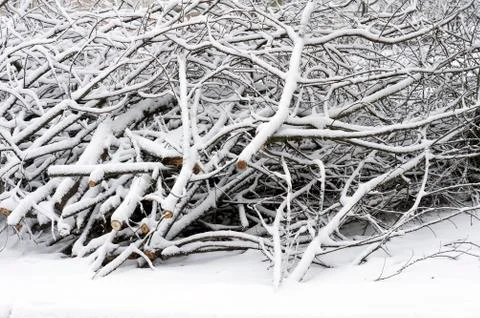 Tree branches in the snow. Stock Photos