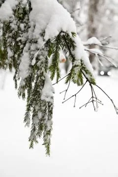 Tree branches in snow Stock Photos