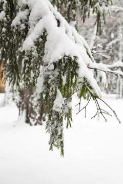 Tree branches in snow Stock Photos