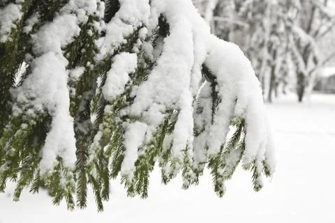 Tree branches in snow Stock Photos