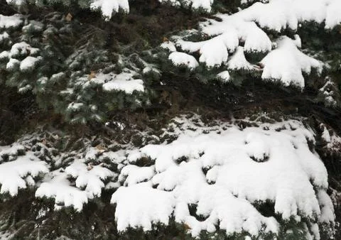 Tree branches in snow Stock Photos